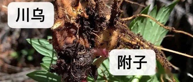 附子和乌头 - 知乎