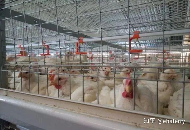 笼养肉鸡的饲养管理详解(建议收藏) - 知乎