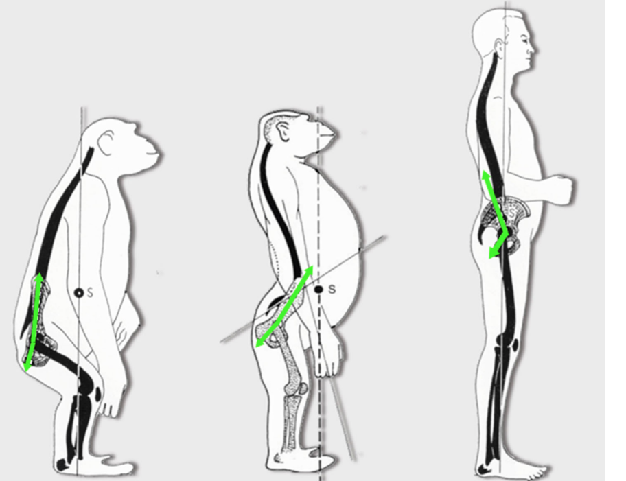 到底是90度坐姿还是135度坐姿对腰椎的压力小