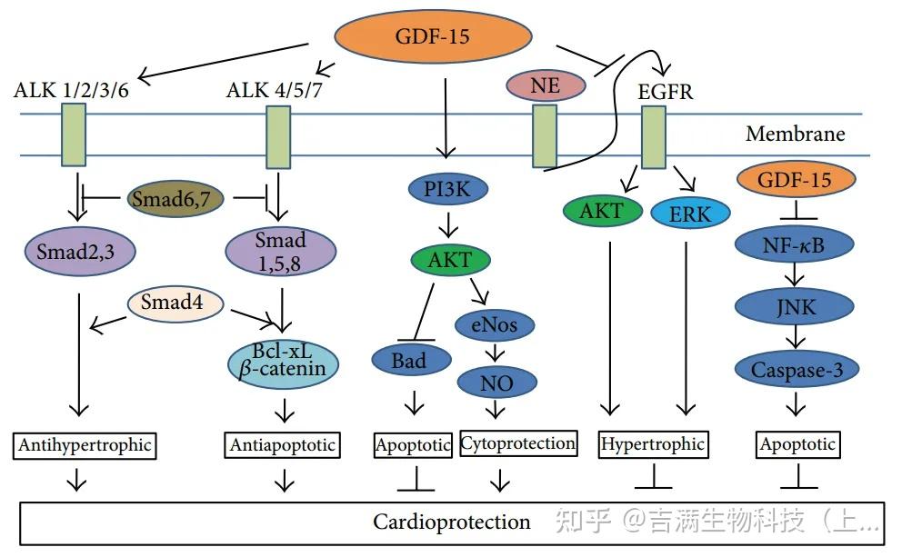 GDF15：连接免疫、代谢与疾病的核心因子 - 知乎