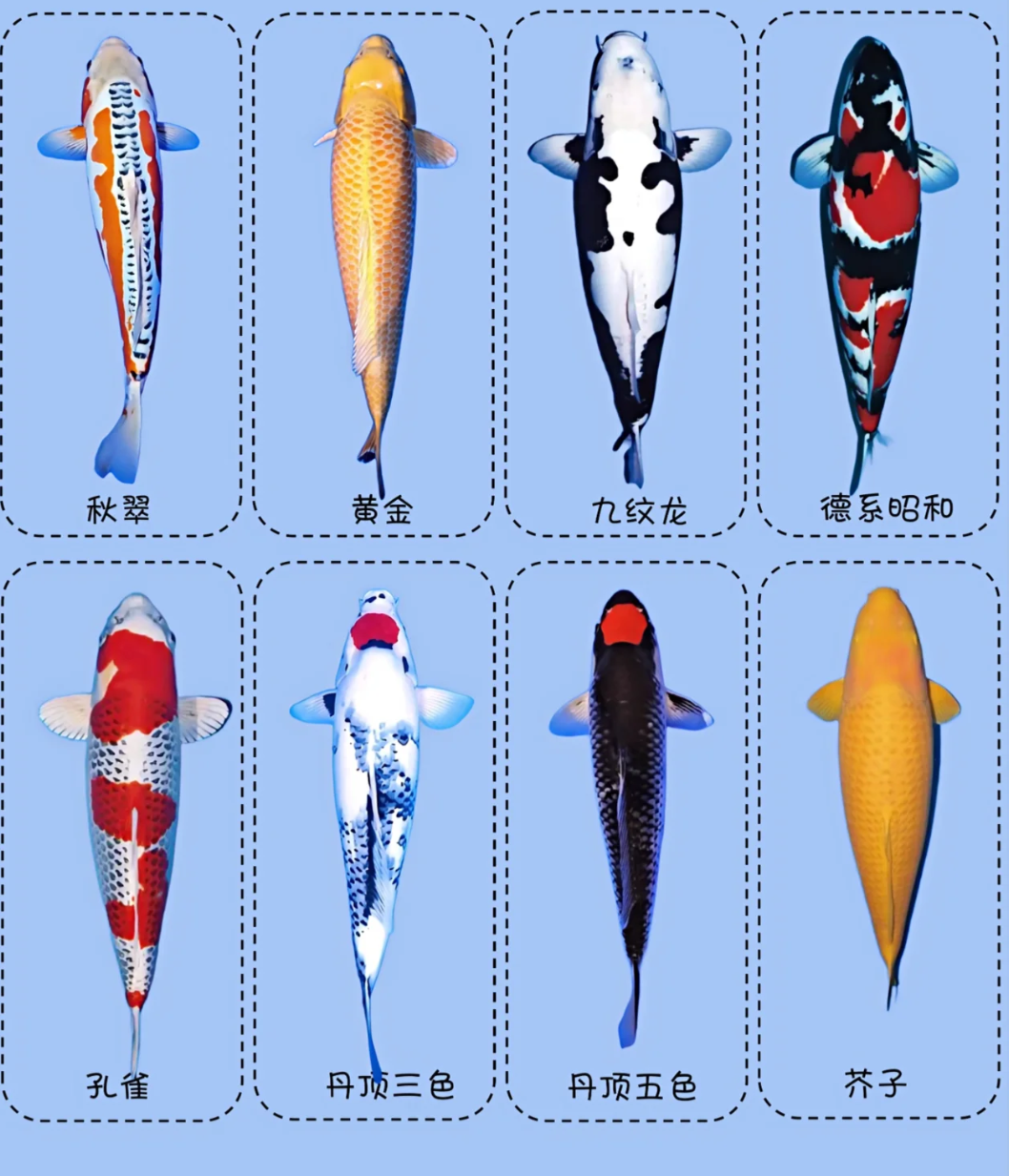 锦鲤鱼有哪些特点呢?它喜欢吃哪些食物呢?