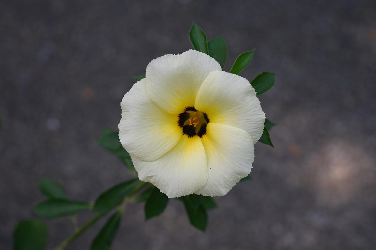 3. 水葱生态习性