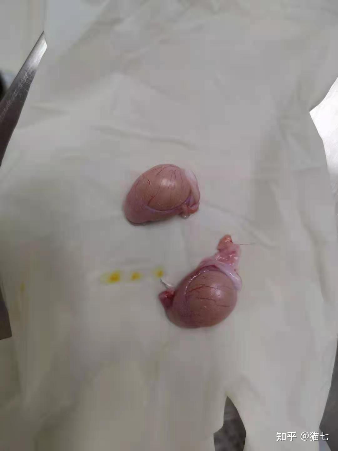 求公猫绝育后蛋蛋的图片