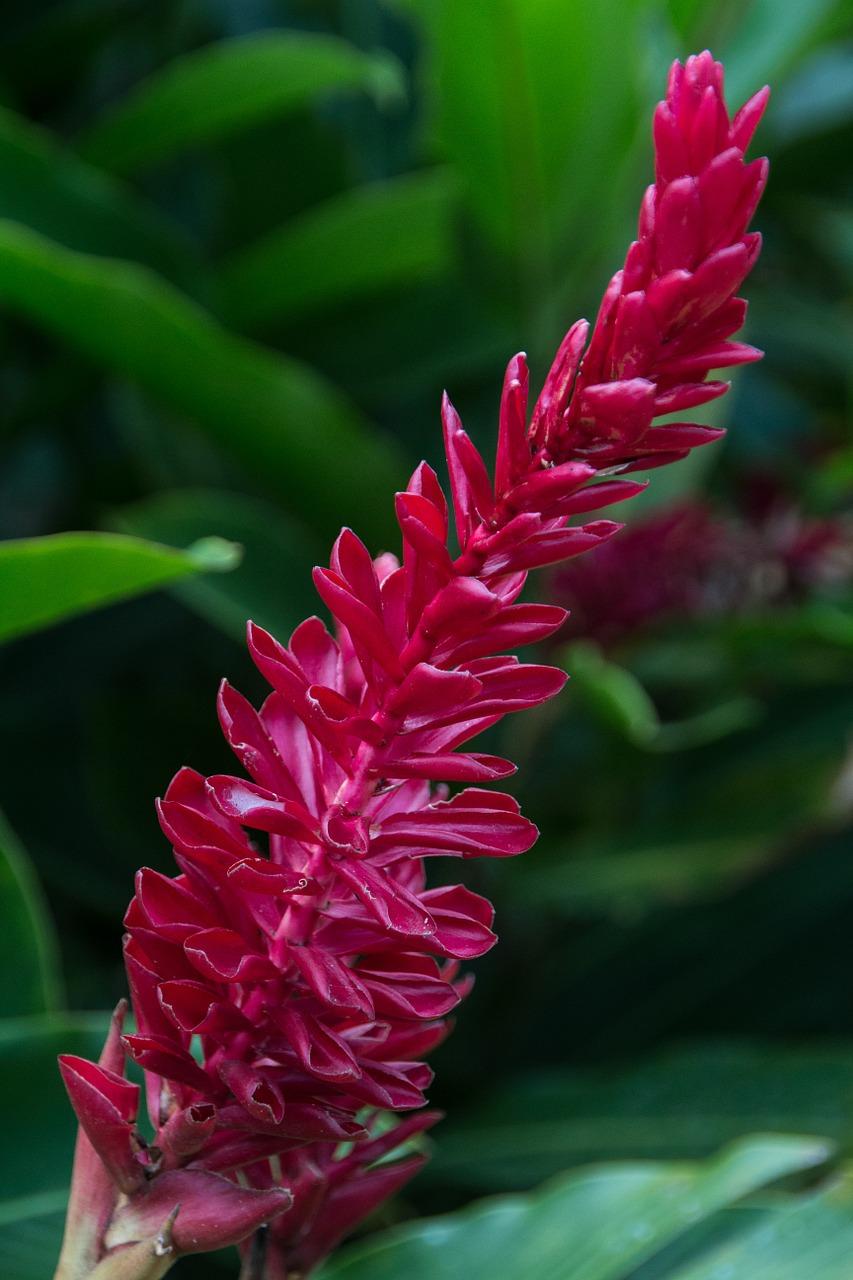 3. 薄荷开花时间