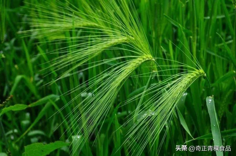 藏青稞的前世今生 - 知乎