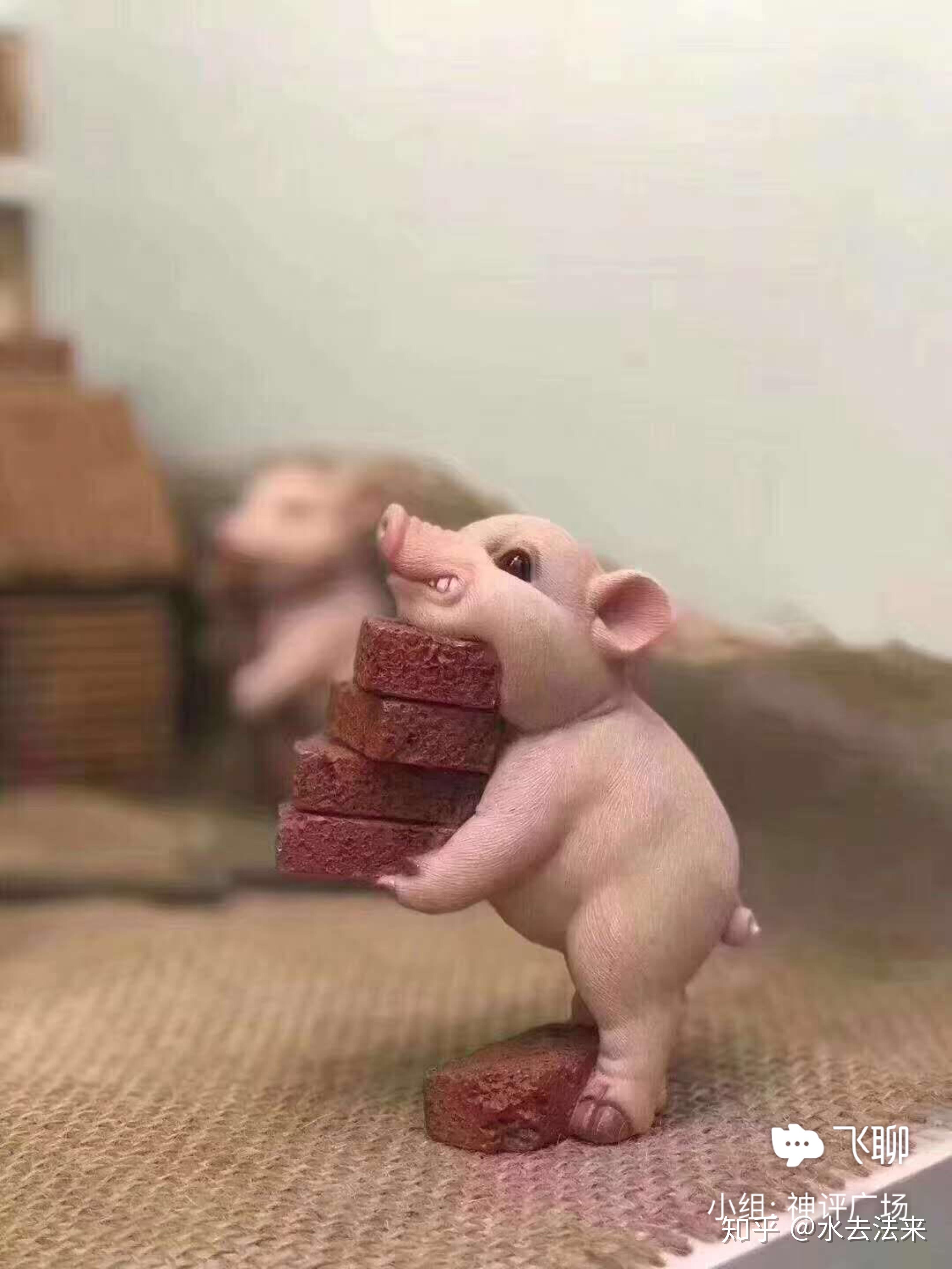 你车子买了三者险正常行驶时撞了一头猪猪死了你报保险赔了猪猪归你