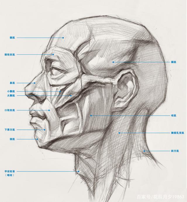 素描头像面部结构怎么画? 