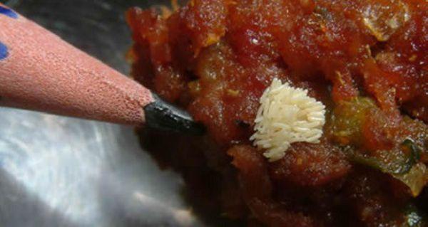 白色虫卵是是什么苍蝇,怎么办?会孵化寄生吗?是什么苍蝇白色虫卵,是什