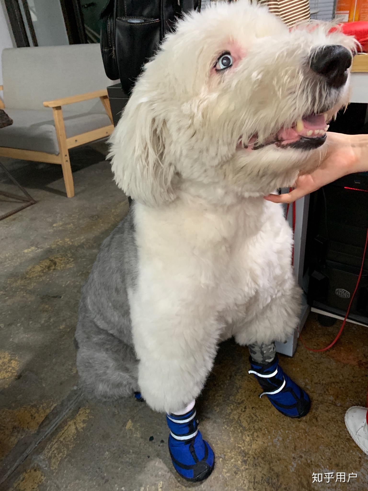 多乐士广告里的那条狗叫什么名字