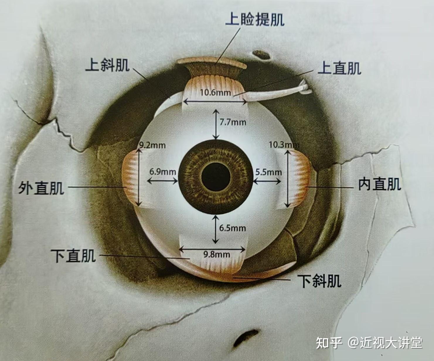 眼轮匝肌位置图片