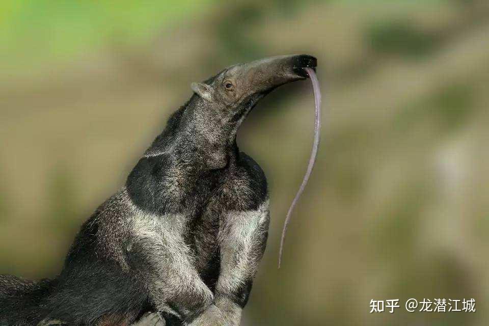 「食蚁兽」有什么特别的生活习性,目前主要分布于哪些区域? - 知乎