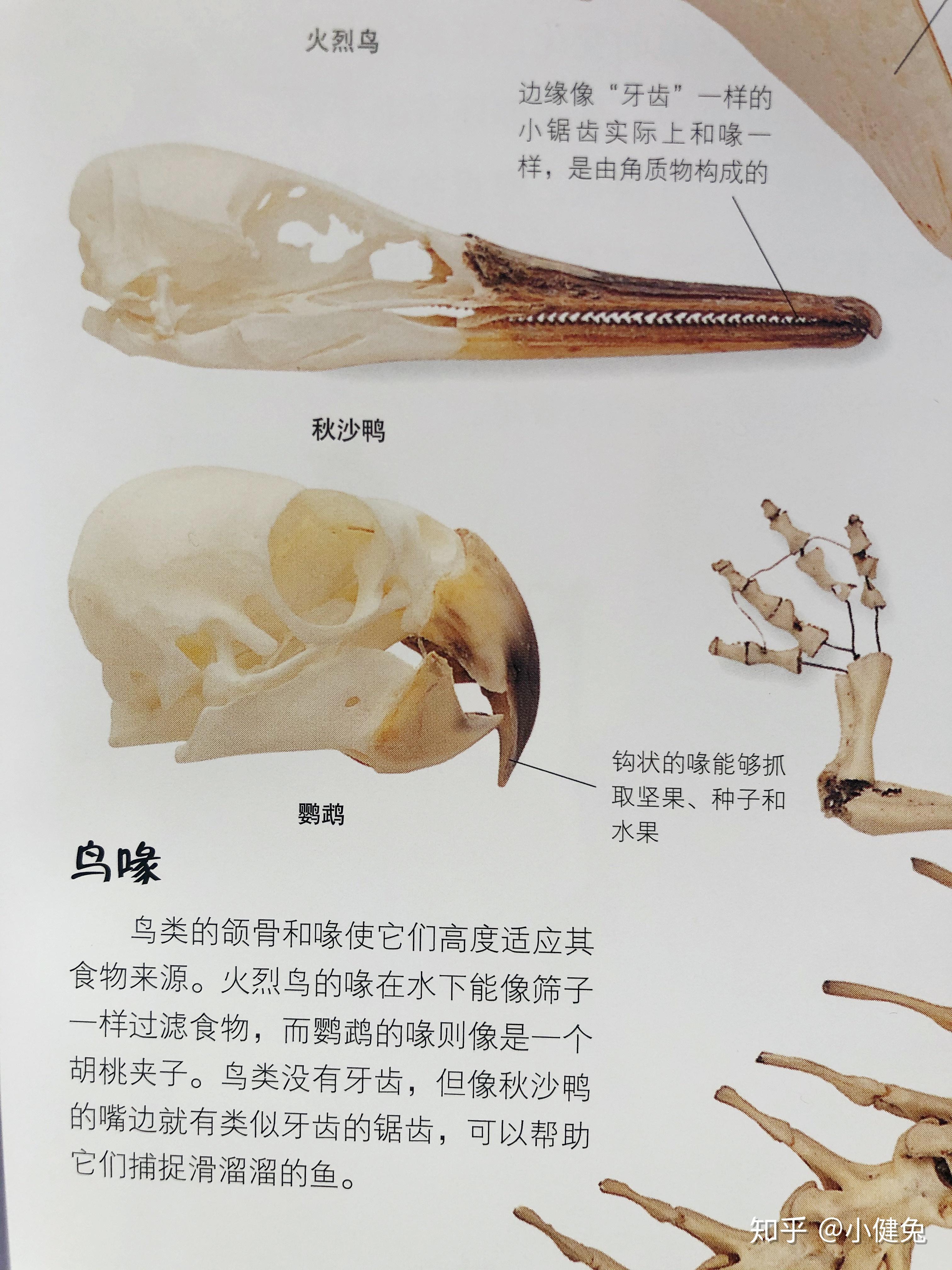 鹦鹉嘴结构是怎么样的? - 知乎