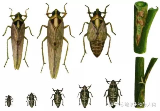 【动物界全系列】稻虱科—飞虱族(二十):白背飞虱 - 知乎