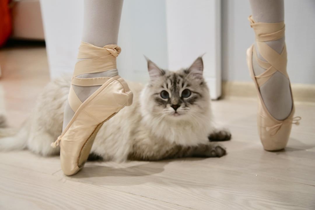 吸猫大会：西伯利亚森林猫дориан - 知乎