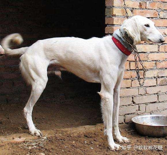 为什么中国细犬数量稀有? - 知乎