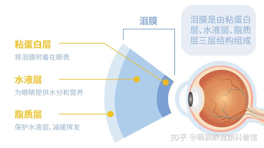 为什么睑板腺功能障碍会引发干眼？ - 知乎