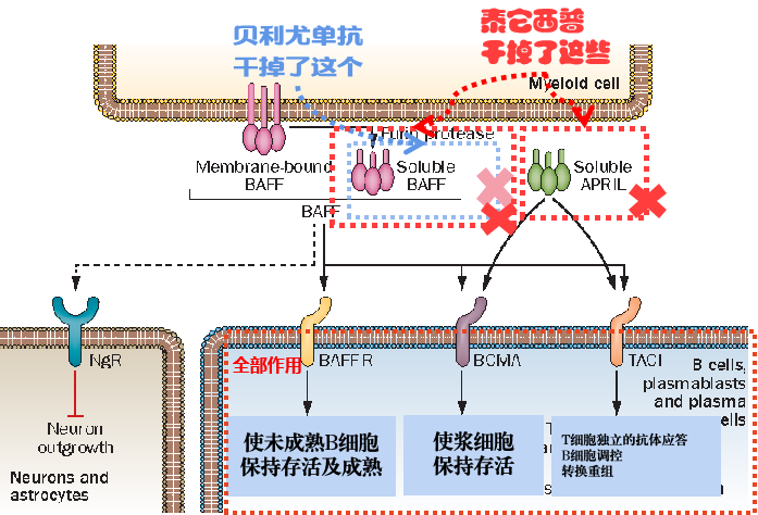 关于红斑狼疮的新药贝利尤单抗请问哪位有详细的了解