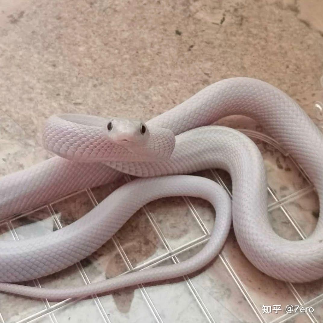 哪里能买到宠物白蛇