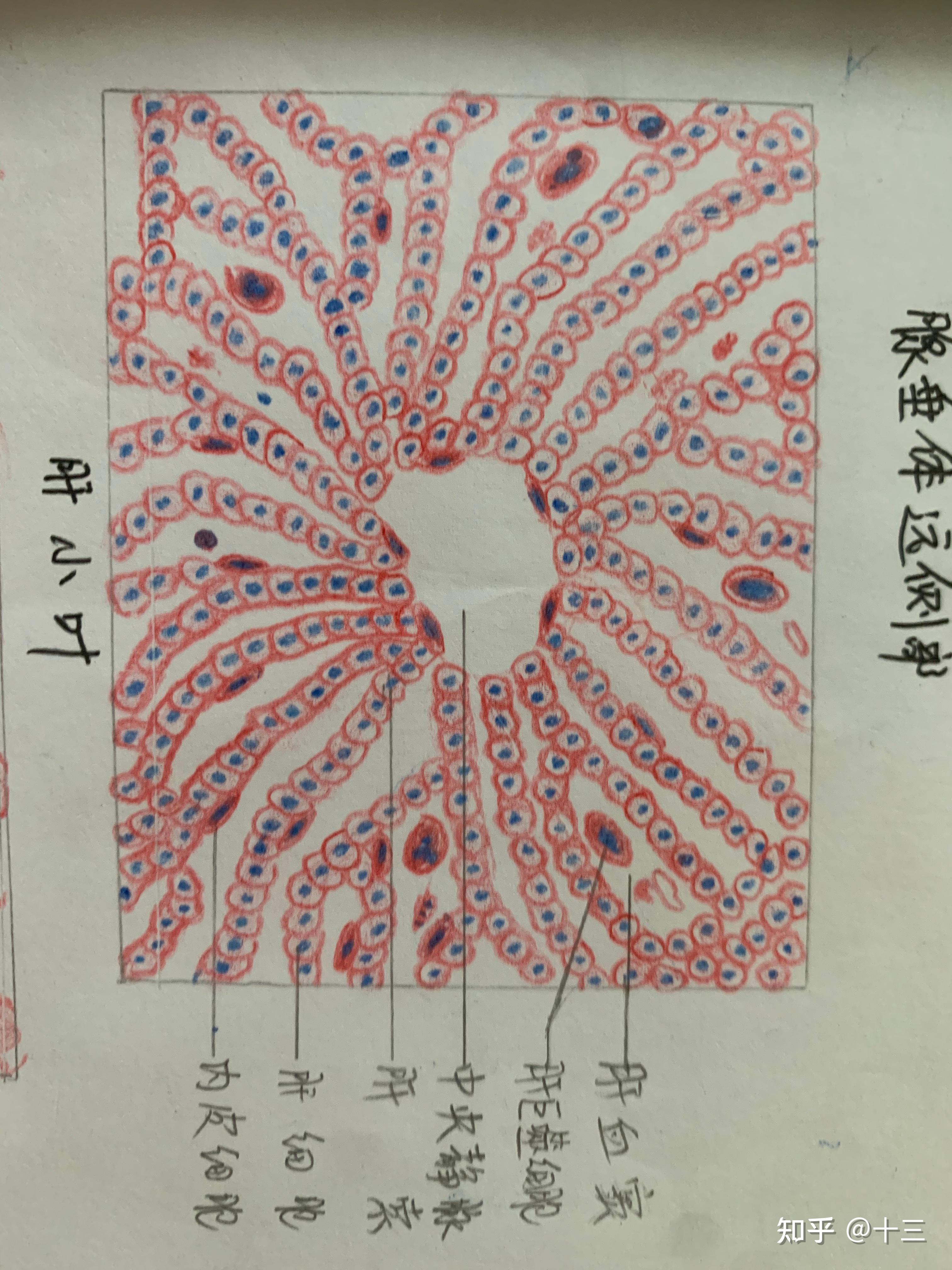 结缔组织图片 手绘图图片