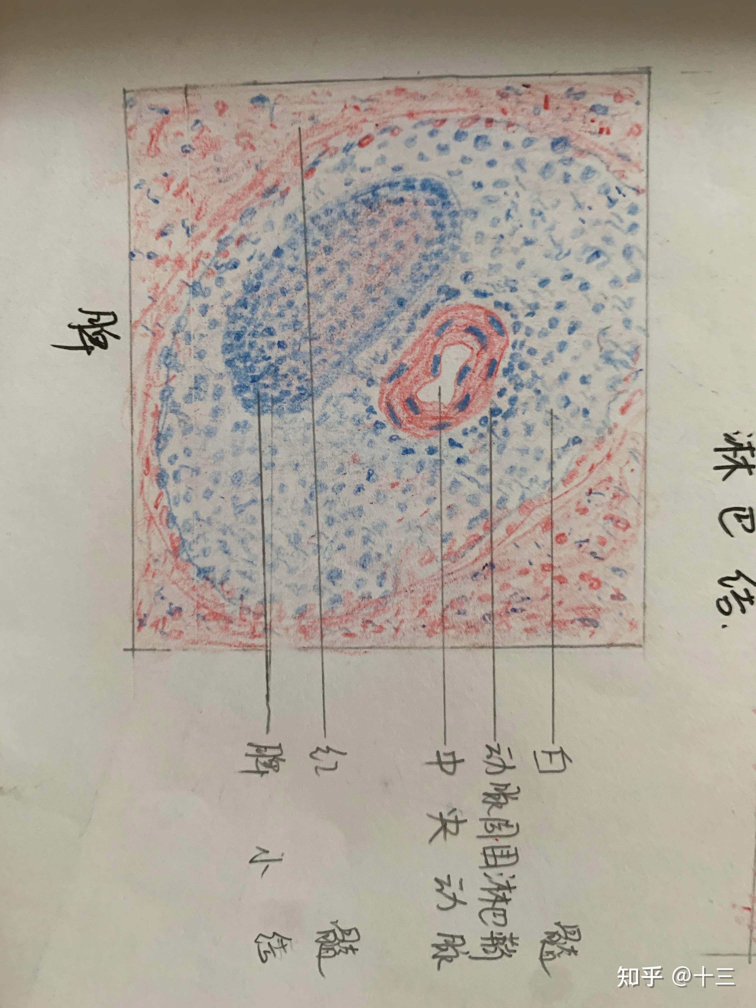 疏松结缔组织绘画图图片