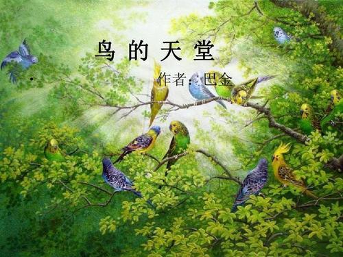 鸟的天堂回忆小学课文