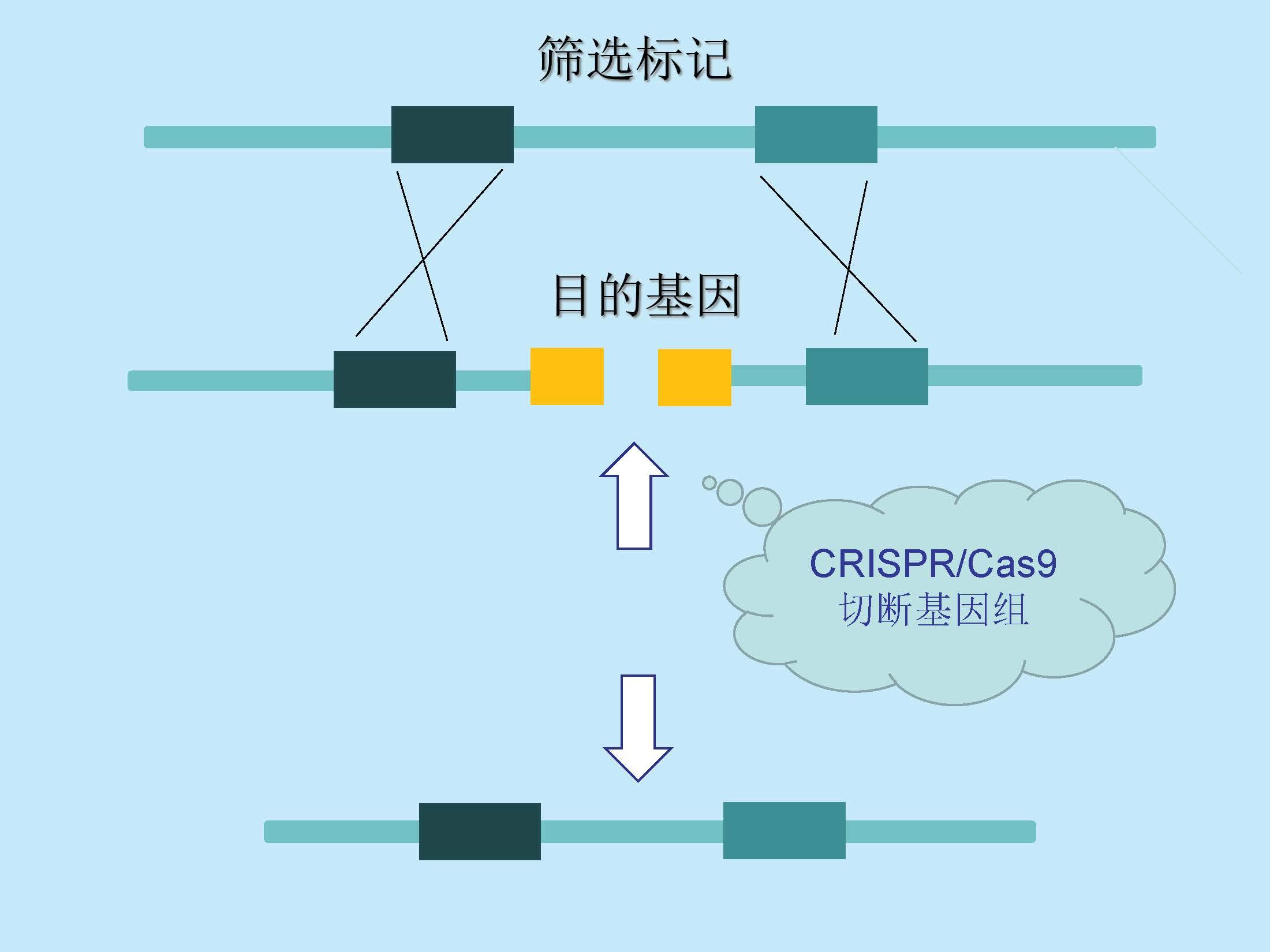 基因编辑技术的工作原理是什么? - 知乎