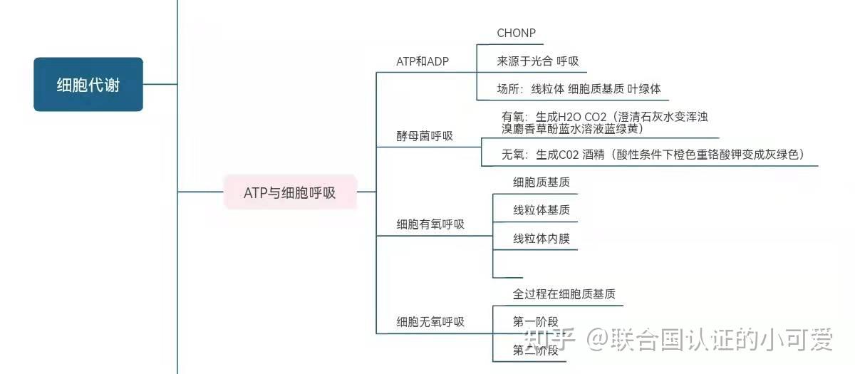 细胞代谢思维导图