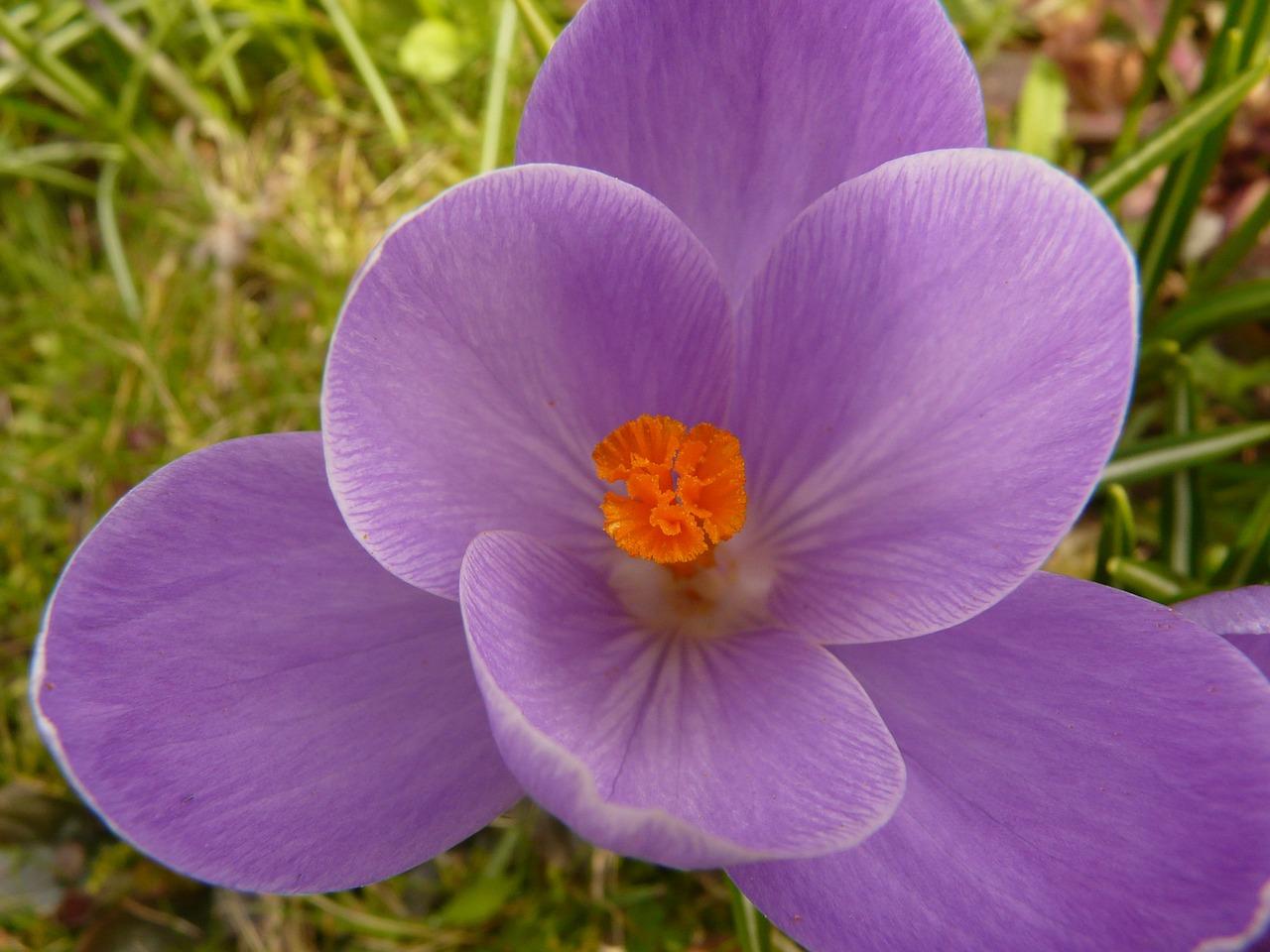 尼泊尔藏红花价位多少