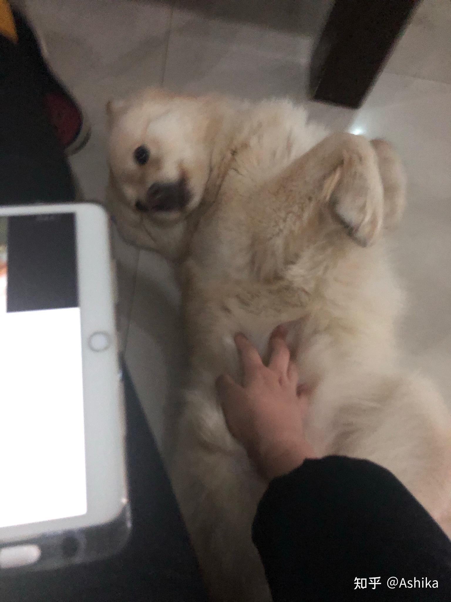 土松狮是土狗中最有希望成为国产翘楚的,为什么知道它的人寥寥无几? - 知乎