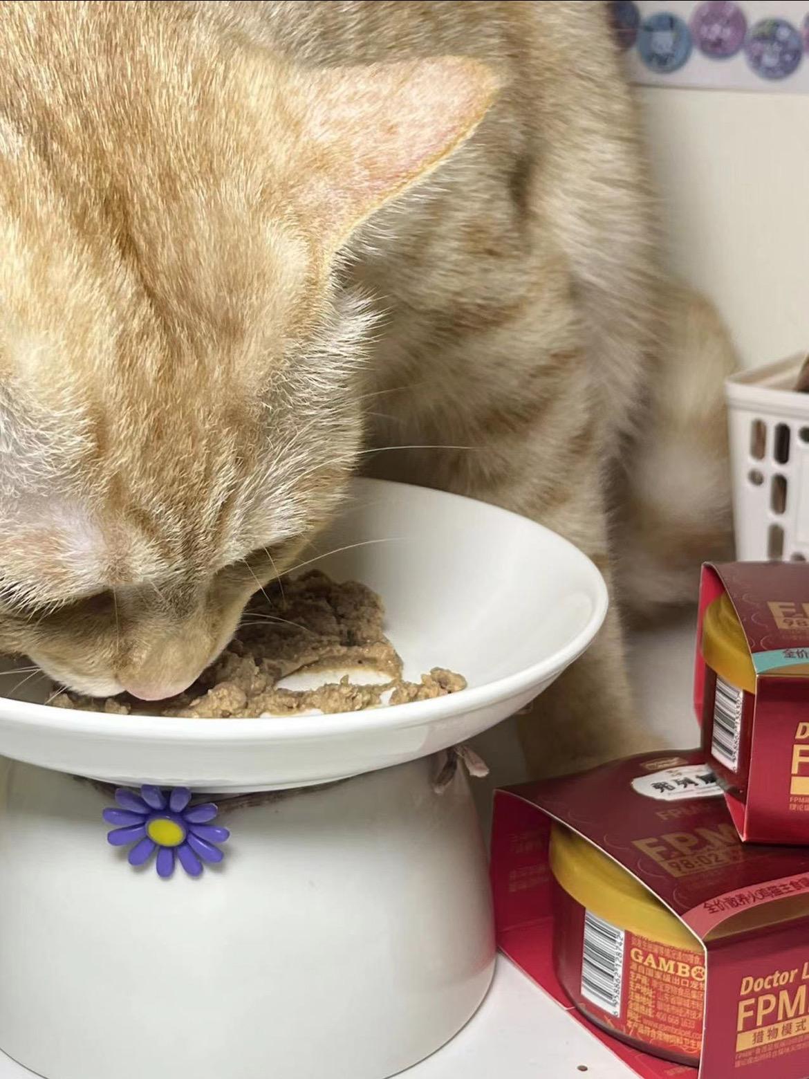 我摊牌了我就是看上了你家的猫所以可以让我解解馋吗