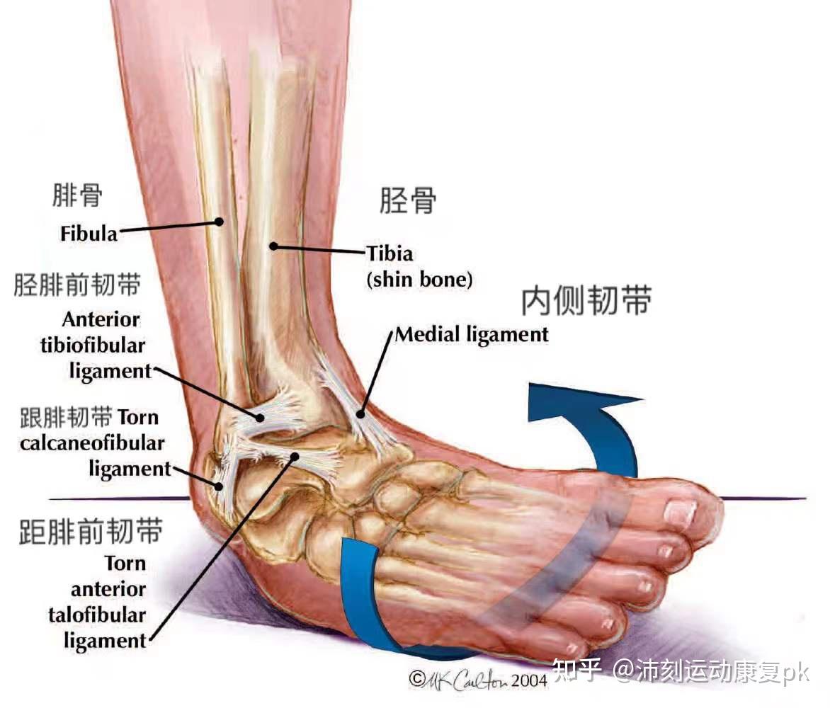 脚的结构图韧带图片