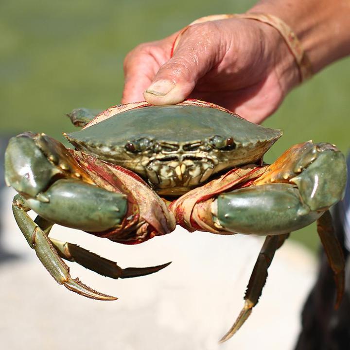 红鲟渔有海底人参之称有壮腰健脾安神除烦之功效保证活鲜保证野生绝对