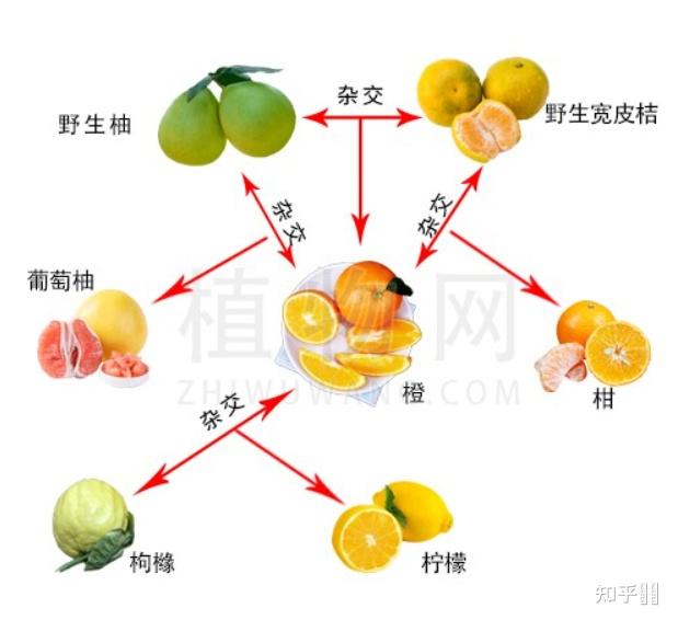 橘子柚子橙子是什么关系?