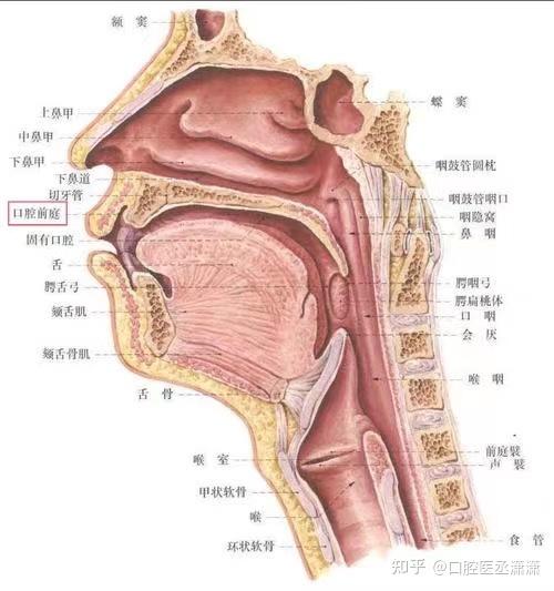 前庭沟溃疡图片