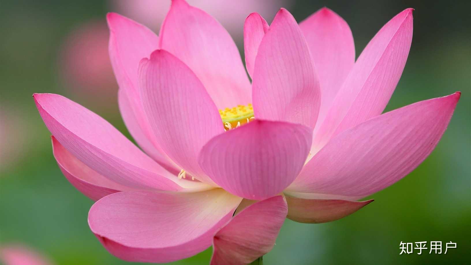 有哪些让人一看就清心寡欲的视频或图片,能否分享一下? - 知乎