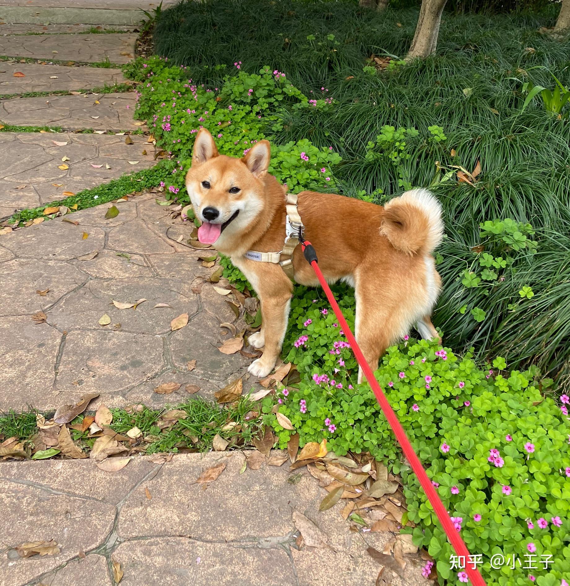 柴犬五个月标准图片图片