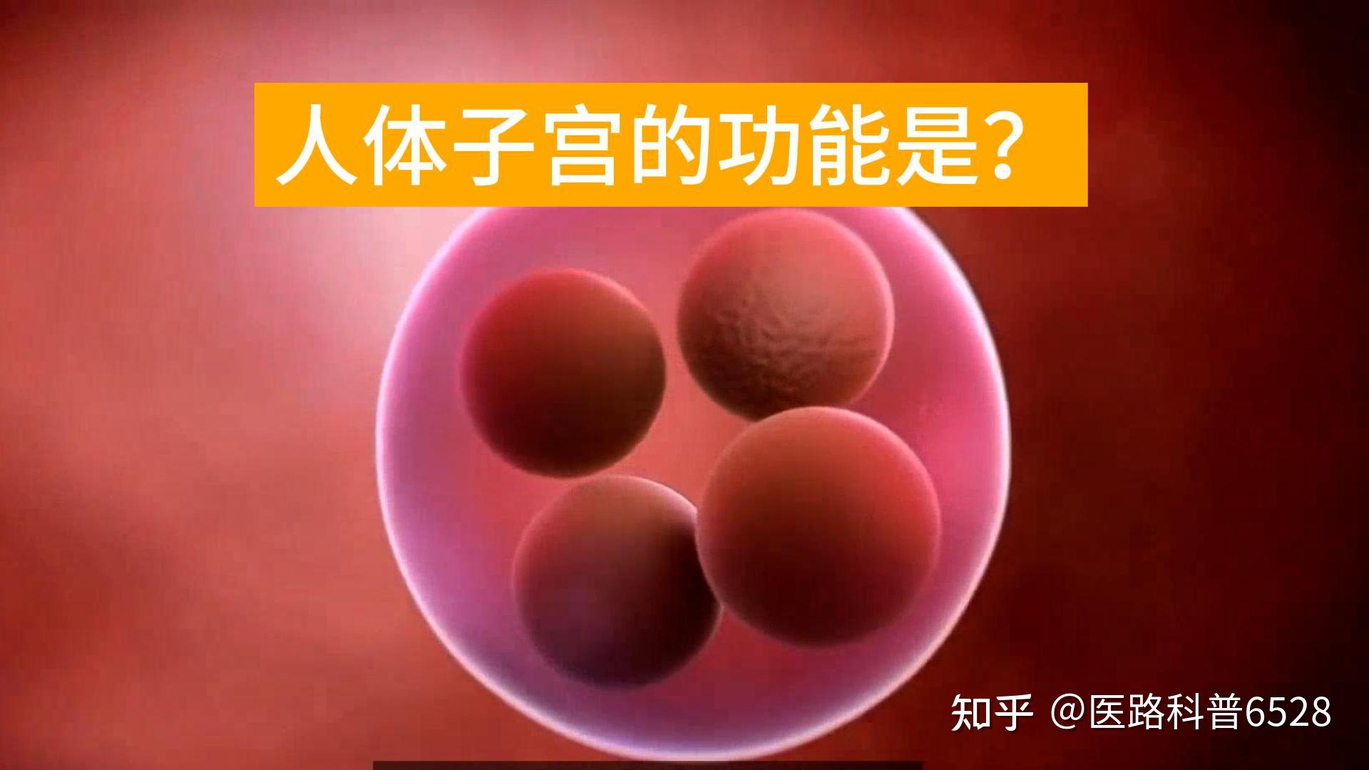 你知道人体子宫的功能和作用吗？ - 知乎