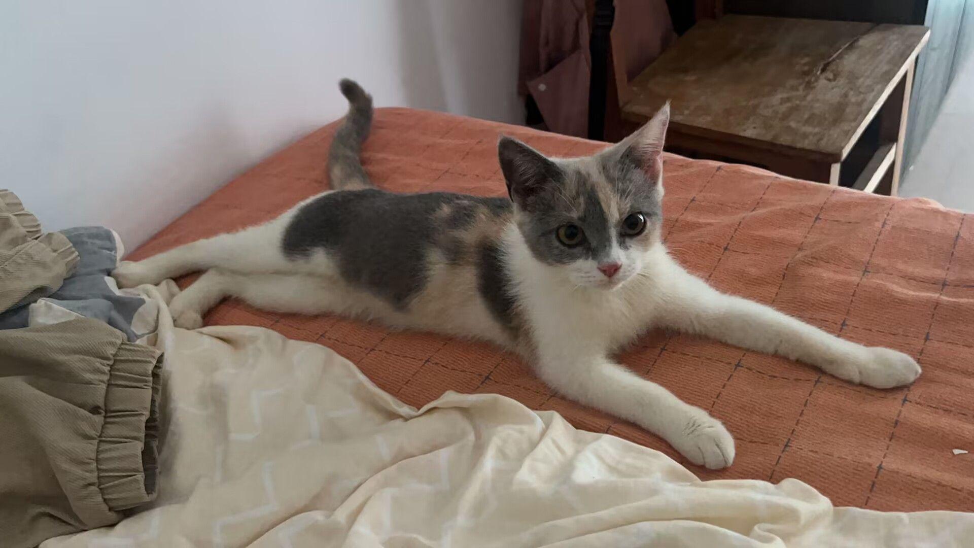 为什么很少看到有人养英短三花呢? - 知乎