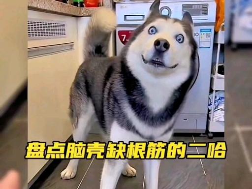 盘点脑壳缺根筋的哈士奇