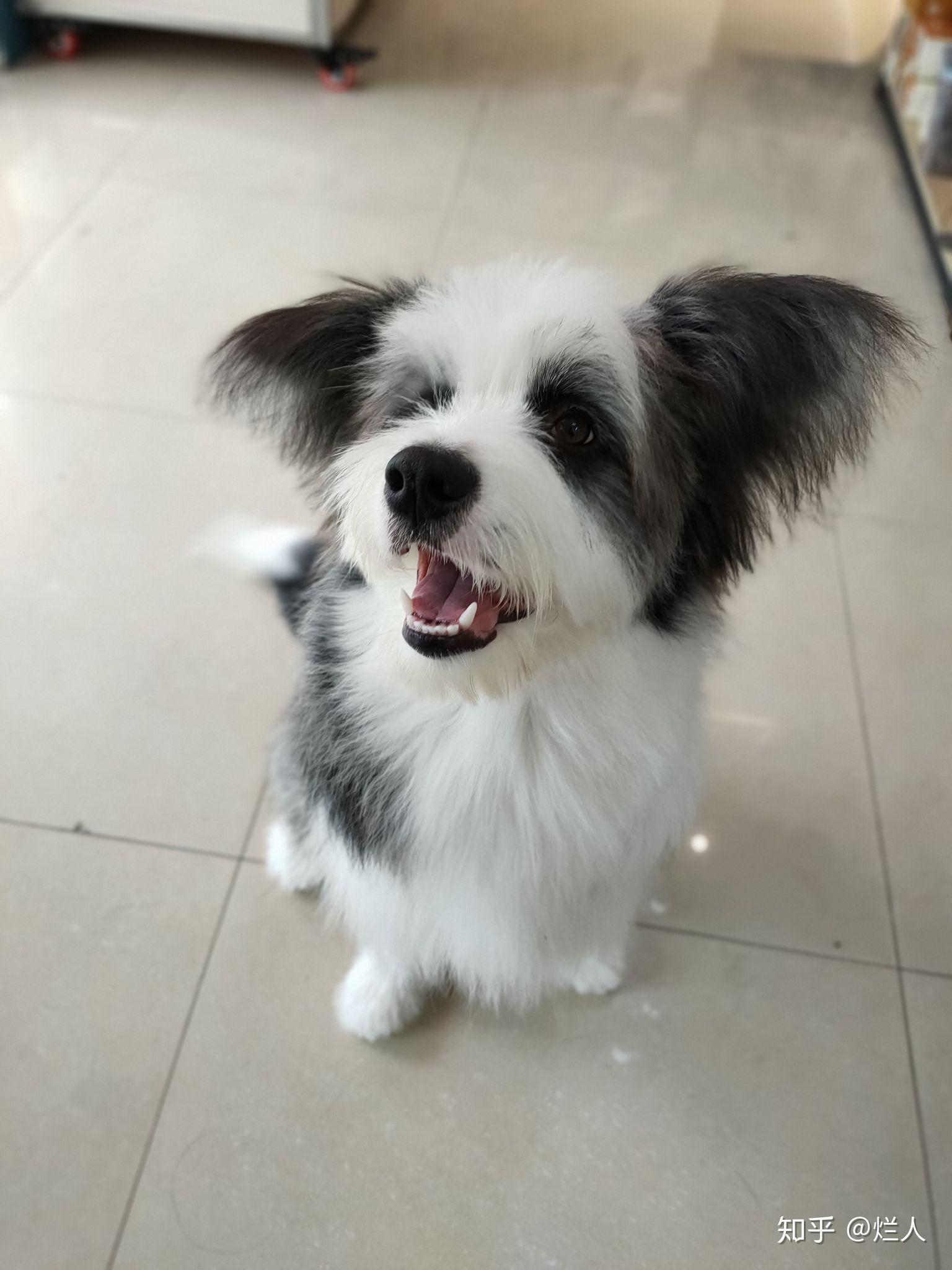 纯种边牧和混血边牧哪个更好? - 知乎