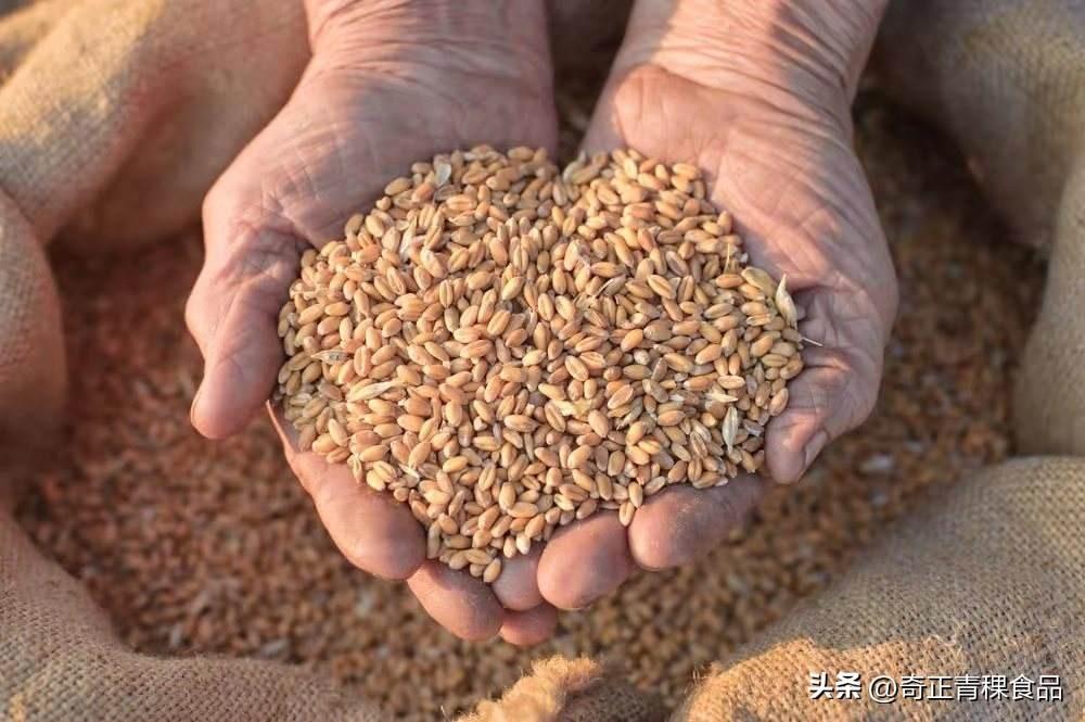 青稞有哪些分类? - 知乎
