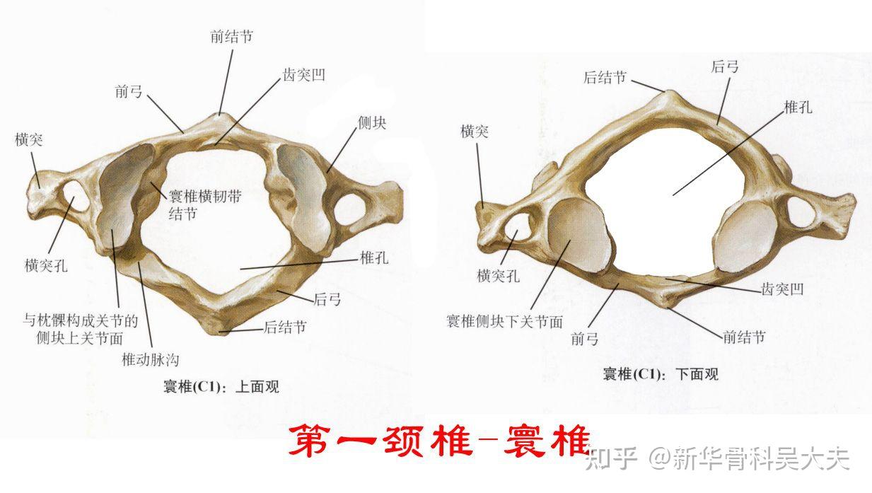 寰椎和枢椎解剖图片图片