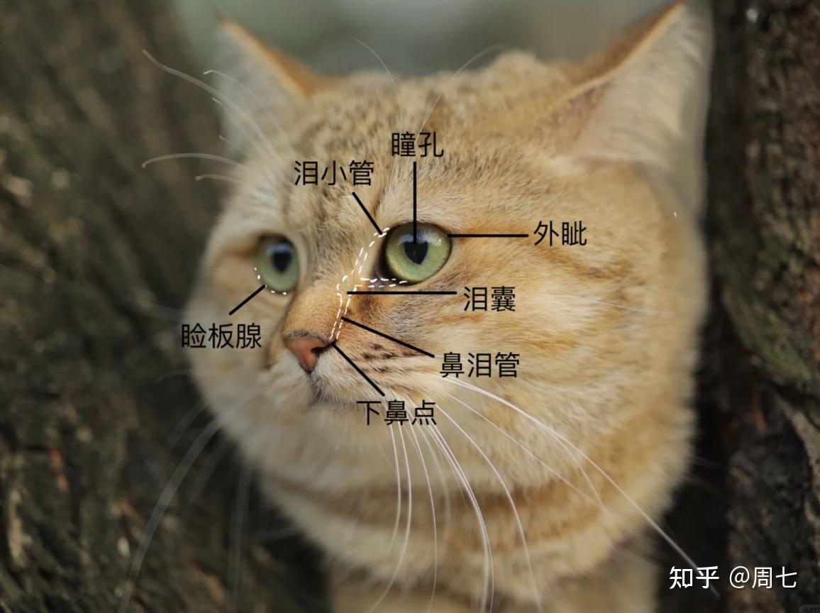 【泪溢】猫咪眼泪多是为什么?7种常见原因快速识别 - 知乎