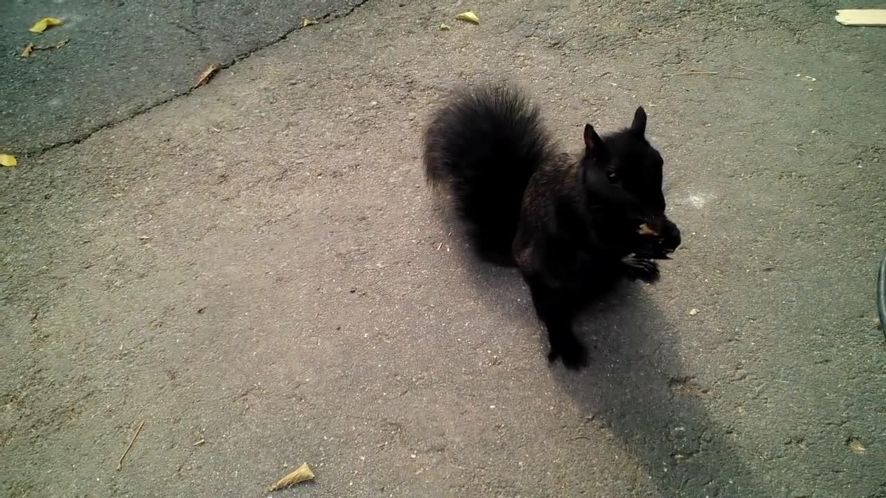 魔王松鼠好养么?