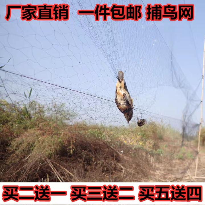 招募丨为候鸟，来一场捕鸟网阻击战！ - 知乎