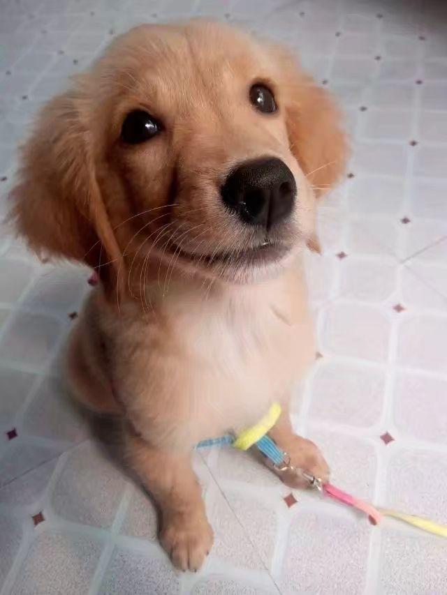 我们家的狗自从学会了握手,我深感欣慰,然后就不会别的了.你的宠物