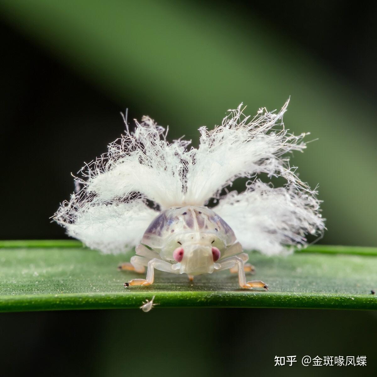 大佬们这是什么虫子?求解!