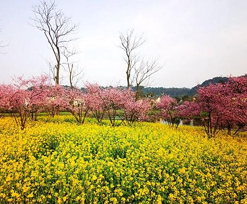 寻花问柳☛从城市出发去赏花▷重庆- 知乎