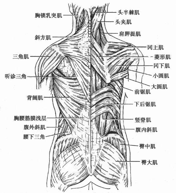 背部肌肉画法图片