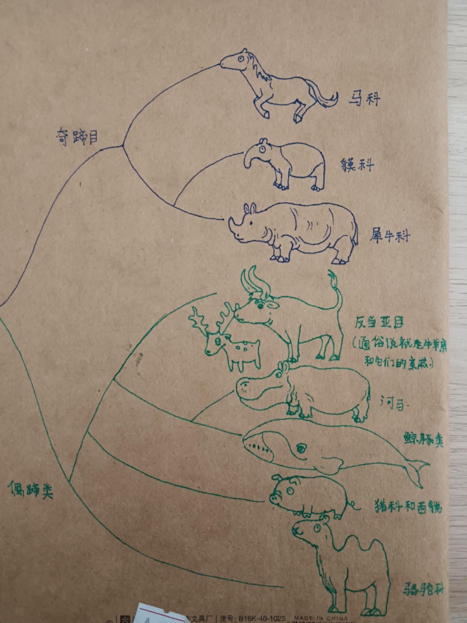 为什么把有蹄类下面的动物分成偶蹄目和奇蹄目而不是 1,2,3 蹄目?